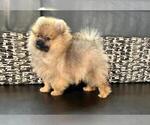 Small Photo #7 Pomeranian Puppy For Sale in SUNNY ISL BCH, FL, USA