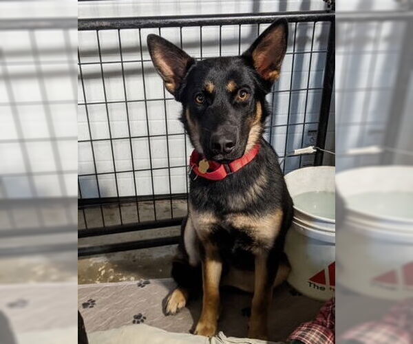 Medium Photo #1 Mutt Puppy For Sale in Kansas City, MO, USA