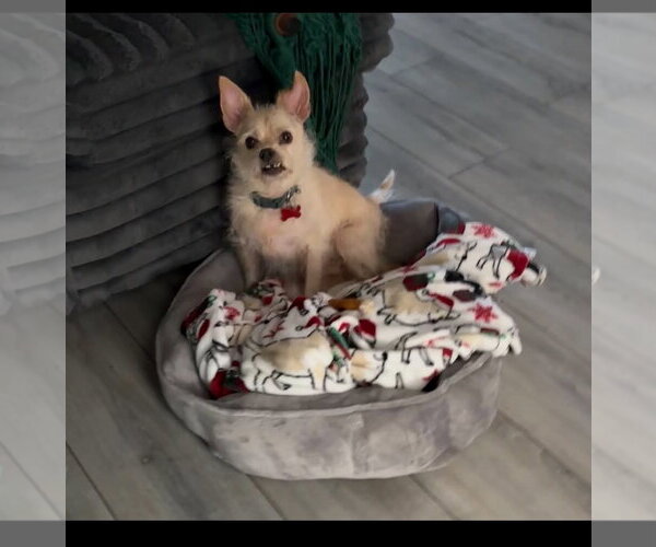 Medium Photo #6 Chihuahua-Unknown Mix Puppy For Sale in Holly Springs, NC, USA