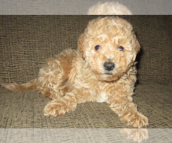 Medium Photo #2 Labradoodle Puppy For Sale in LINCOLN, AL, USA