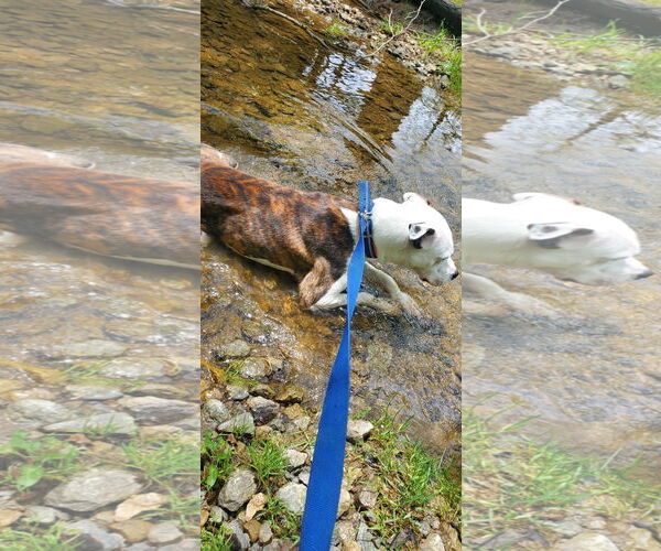 Medium Photo #4 American Pit Bull Terrier-Unknown Mix Puppy For Sale in Germantown, OH, USA