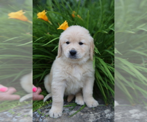 Golden Retriever Puppy for sale in MC CONNELLSBURG, PA, USA