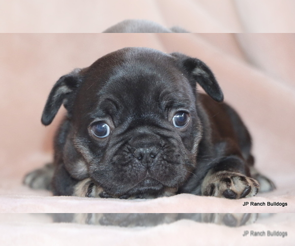 Medium Photo #12 French Bulldog Puppy For Sale in WINNSBORO, TX, USA