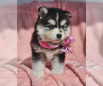 Small Photo #6 Pomsky Puppy For Sale in PRINCETON, MN, USA