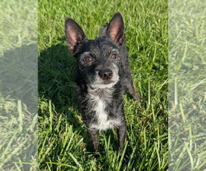 Jack Russell Terrier-Miniature Schnauzer Mix Dogs for adoption in Oakhurst, NJ, USA