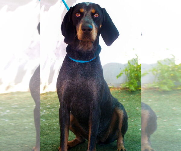 Medium Photo #3 Bluetick Coonhound Puppy For Sale in Apple Valley, CA, USA