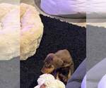 Small Photo #5 Doberman Pinscher Puppy For Sale in SPRING, TX, USA