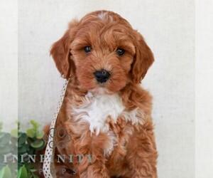 Goldendoodle (Miniature) Puppy for Sale in NEWMANSTOWN, Pennsylvania USA