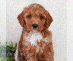 Image preview for Ad Listing. Nickname: Kasey