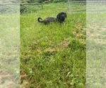 Small #2 Brazilian Mastiff-Cane Corso Mix