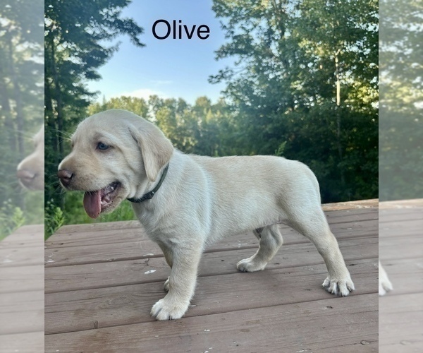Medium Photo #28 Labrador Retriever Puppy For Sale in STANLEY, WI, USA