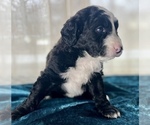 Small Photo #5 Miniature Australian Shepherd-Miniature Bernedoodle Mix Puppy For Sale in BLUE SPRINGS, MO, USA