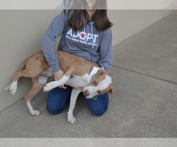 Medium Photo #2 American Pit Bull Terrier-Unknown Mix Puppy For Sale in McKinney, TX, USA