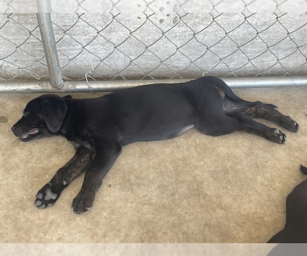 Medium Photo #4 Golden Retriever-Rottweiler Mix Puppy For Sale in MARION, KS, USA