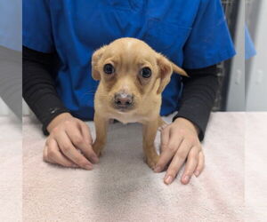 Chihuahua-Unknown Mix Dogs for adoption in Chico, CA, USA