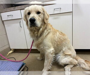 Golden Retriever Dogs for adoption in Santa Maria, CA, USA