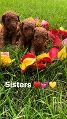 Poodle (Miniature) Puppy for sale in PASSAIC, NJ, USA