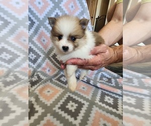 Pomeranian Puppy for sale in NEW BRAUNFELS, TX, USA