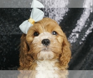 Cavapoo Puppy for sale in WARSAW, IN, USA