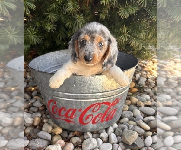 Medium Photo #4 Dachshund Puppy For Sale in MIDDLEBURY, IN, USA
