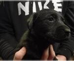 Small Photo #8 Labrador Retriever Puppy For Sale in ORANGE, MA, USA