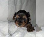 Small Photo #4 Yorkshire Terrier Puppy For Sale in GILROY, CA, USA