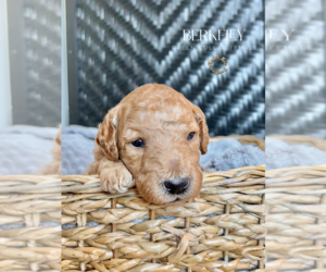 Goldendoodle Puppy for sale in ROGERS, MN, USA