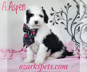Sheepadoodle Puppy for sale in SEYMOUR, MO, USA
