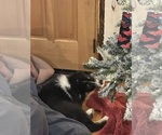 Puppy Azure Australian Shepherd