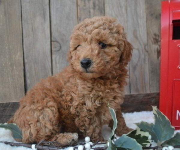 Medium Photo #1 Poodle (Miniature) Puppy For Sale in HONEY BROOK, PA, USA