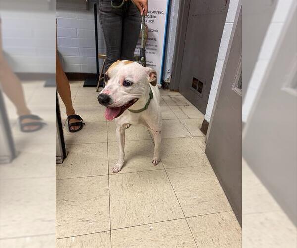 Medium Photo #1 American Bulldog-Unknown Mix Puppy For Sale in Stockton, CA, USA