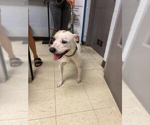 American Bulldog-Unknown Mix Dogs for adoption in Stockton, CA, USA