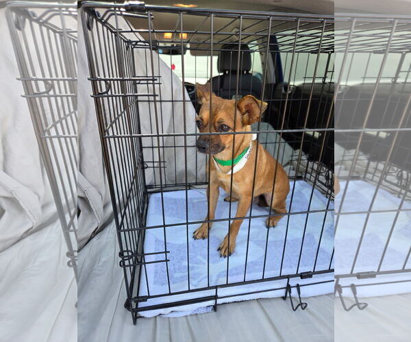 Medium Photo #2 Chihuahua-Unknown Mix Puppy For Sale in Chandler, AZ, USA
