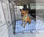 Small #1 Chihuahua Mix