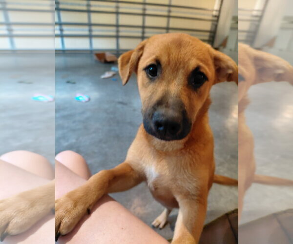 Medium Photo #2 Boxer-Unknown Mix Puppy For Sale in Holly Springs, NC, USA