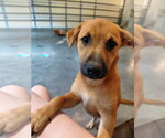 Small #1 Boxer Mix