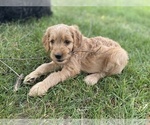 Small Photo #42 Goldendoodle Puppy For Sale in EATON RAPIDS, MI, USA