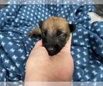 Small Photo #256 Belgian Malinois Puppy For Sale in REESEVILLE, WI, USA