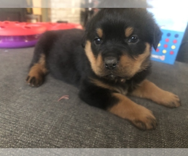 Medium Photo #1 Rottweiler Puppy For Sale in LAFAYETTE, IN, USA