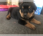 Small Photo #1 Rottweiler Puppy For Sale in LAFAYETTE, IN, USA