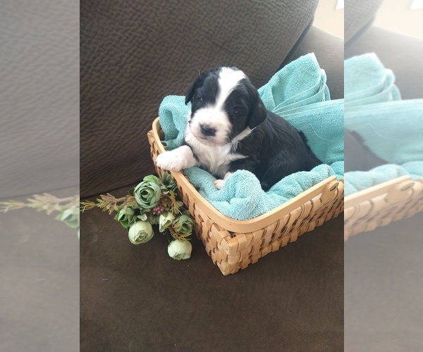 Medium Photo #11 Bernedoodle Puppy For Sale in CALHAN, CO, USA