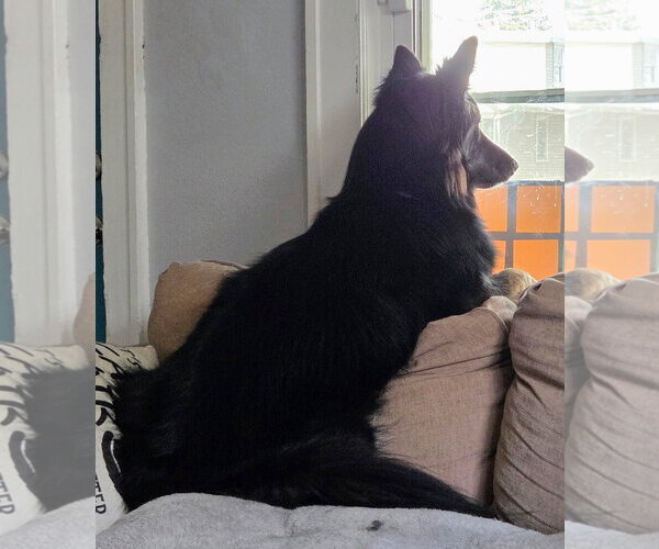 Medium Photo #4 Siberian Husky-Unknown Mix Puppy For Sale in Cottage Grove, MN, USA