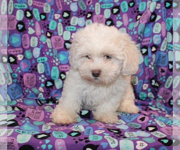 Medium Photo #10 Zuchon Puppy For Sale in BLOOMINGTON, IN, USA