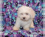 Small Photo #10 Zuchon Puppy For Sale in BLOOMINGTON, IN, USA