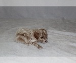 Small Photo #4 Poodle (Toy) Puppy For Sale in HONEY ISLAND, TX, USA