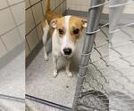 Small Labrador Retriever Mix