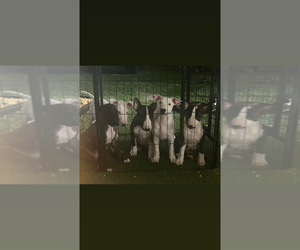 Bull Terrier Puppy for sale in LAND O LAKES, FL, USA