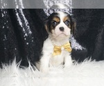 Puppy Roman AKC Cavalier King Charles Spaniel