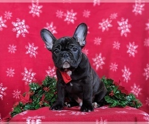 French Bulldog Puppy for sale in PARADISE, PA, USA