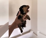 Small Photo #49 Miniature Bernedoodle Puppy For Sale in AUBURNDALE, FL, USA